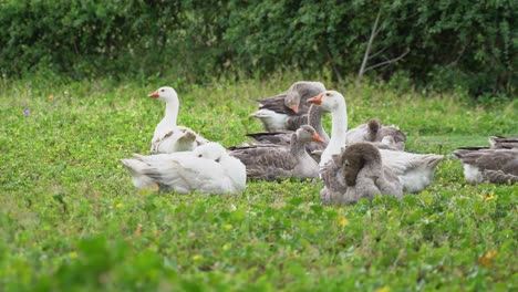 gansos en la granja en primavera