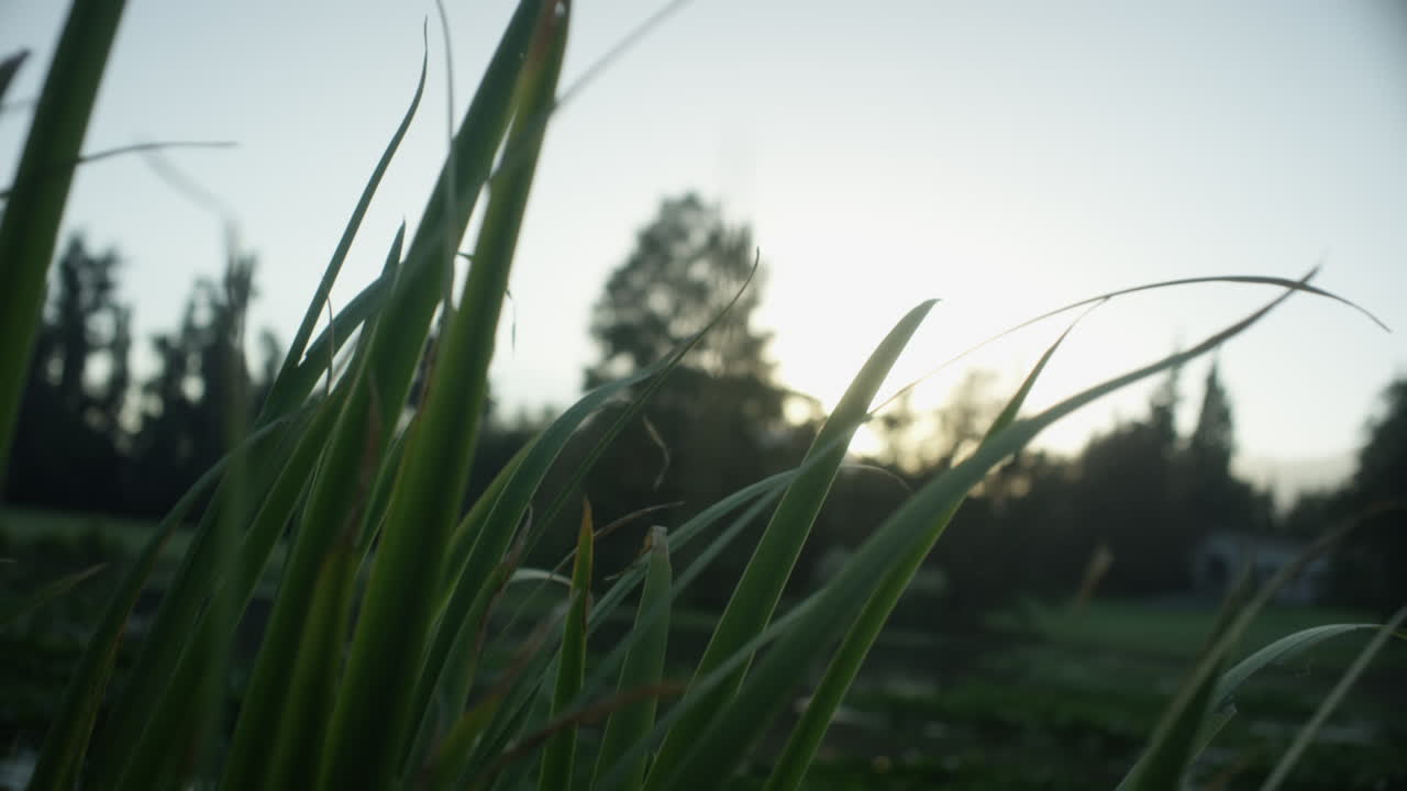 Close-up of tall green grass blades at sunrise, with soft sunlight filtering through a serene outdoor background.