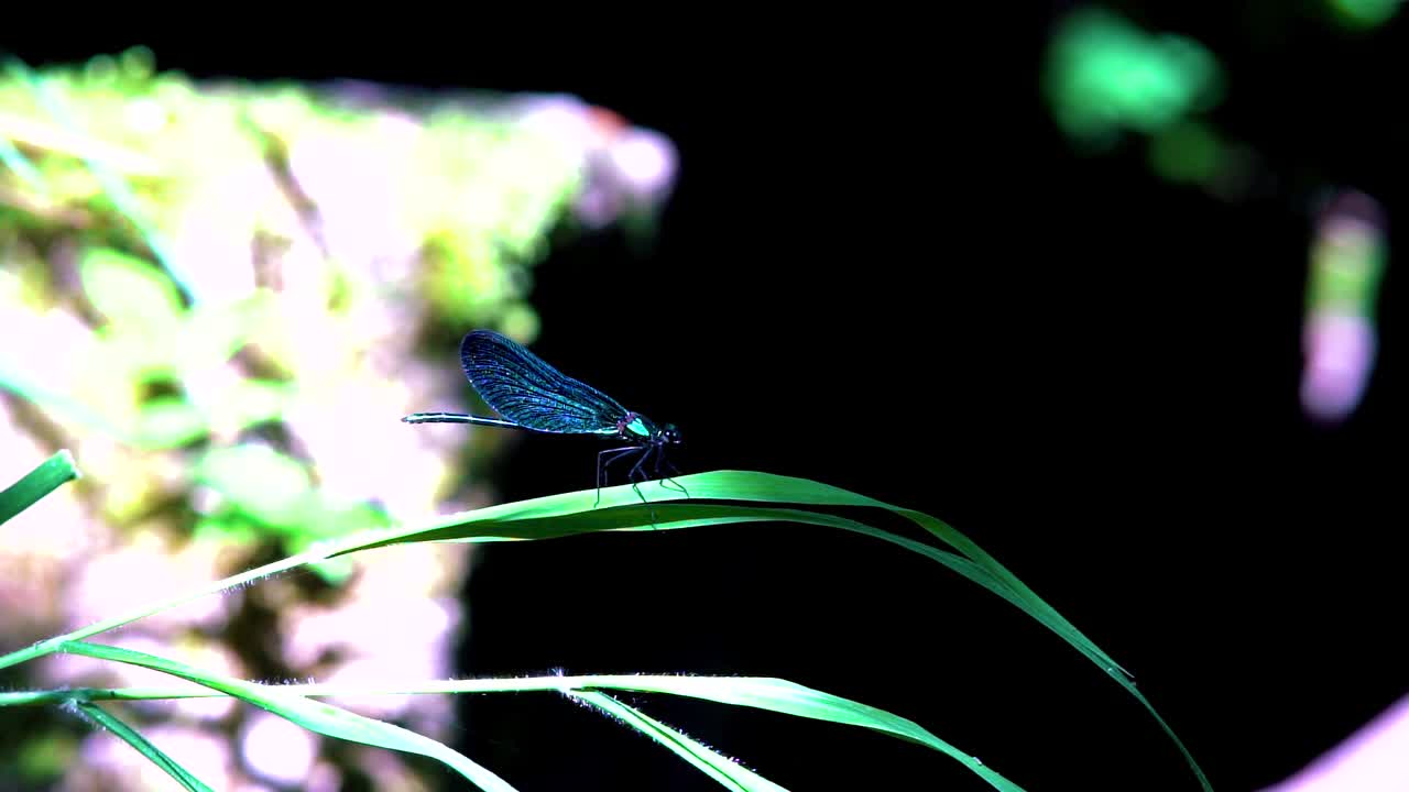 Close up of a blue dragonfly perched on reed, Ebony Jewelwing spreading beautiful wings in slowmotion