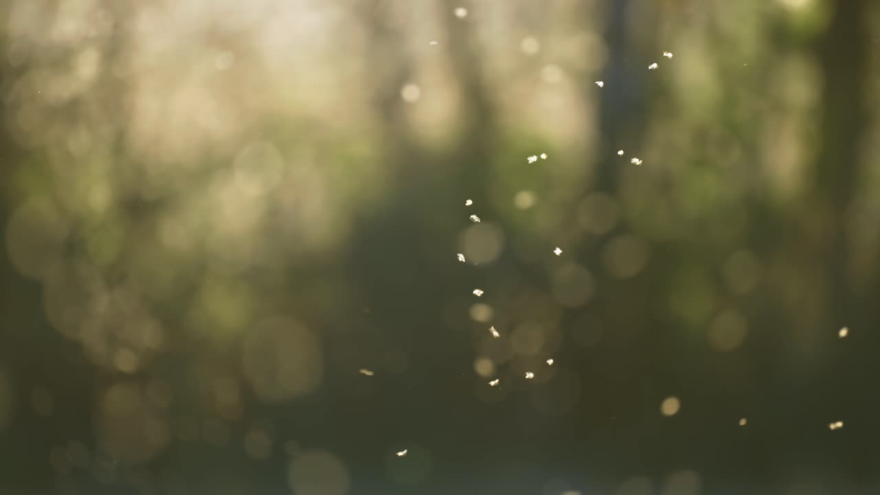 낮은 저녁  ⁇ 빛에 비춰진 곤충과 모기들이 공중에 몰려들고 있습니다.