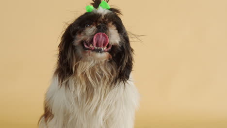 Out-of-breath-little-Shih-Tzu-dog-with-green-bow-restless-on-backdrop---Medium-shot