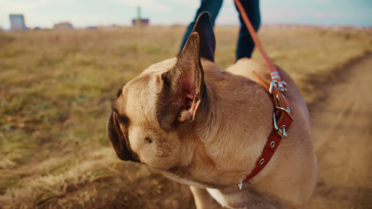 Un vivace bulldog francese si gode una passeggiata panoramica in una giornata di sole, con il suo proprietario che lo conduce lungo un sentiero sterrato circondato da erba verde brillante e un cielo azzurro. Un momento di gioia catturato nella natura.