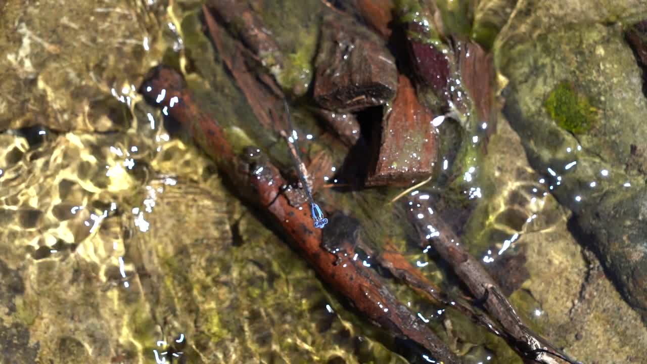 video en 4k de un caballito del diablo macho apareándose encima de un caballito del diablo hembra en agua en movimiento