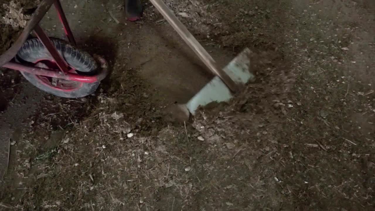 preparación de alimentos para vacas en establos agrícolas naturales orgánicos