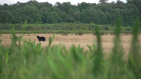 Mother-Black-Bear-and-cubs-run-across-an-open-field