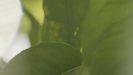 abstract macro lemon citrus tree leaves rack pull focus