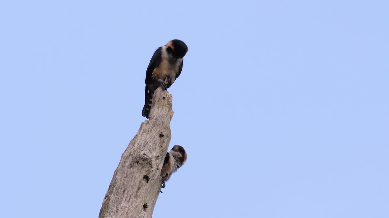 el falconet de muslo negro es una de las aves rapaces más pequeñas que se encuentran en los bosques de algunos países de asia