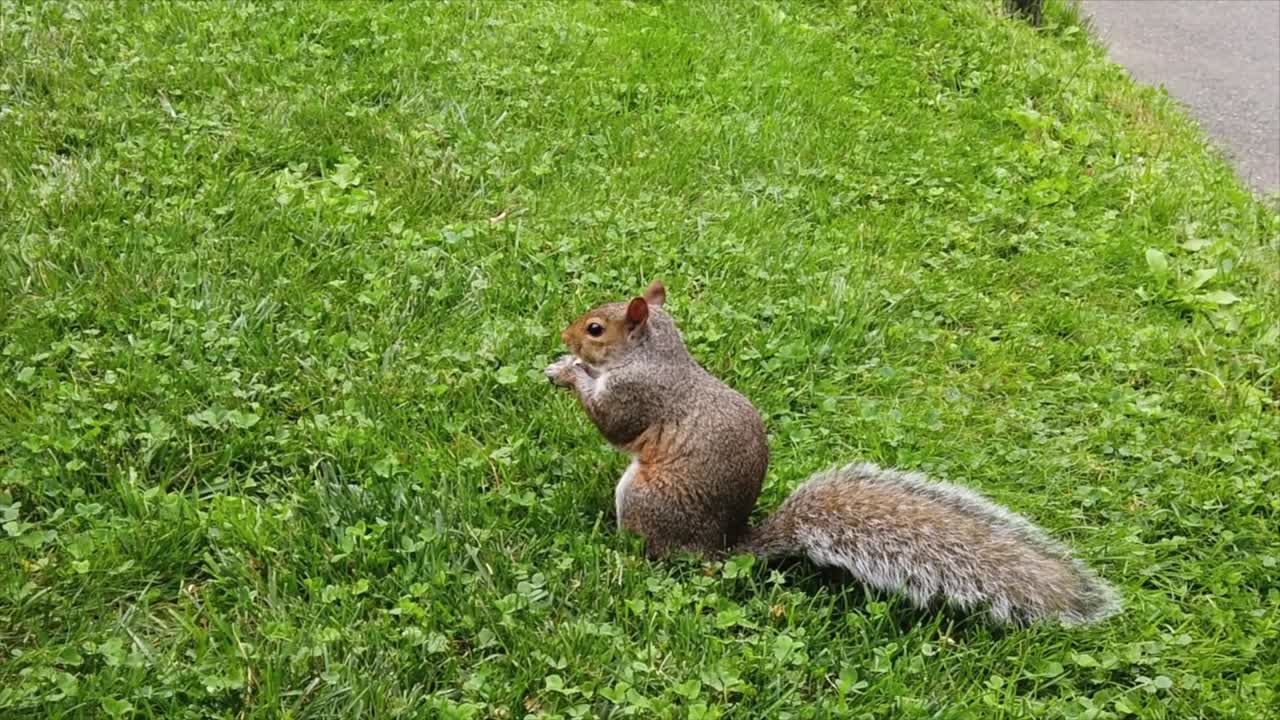 Squirrel with brown fur on a green lawn. Slow motion