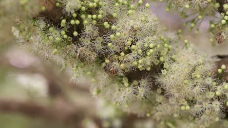 bees pollinating the flowers of the jabuticaba , a typical tree of the brazilian atlantic forest