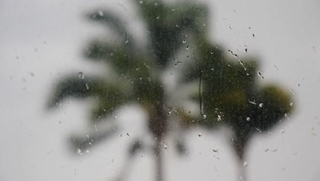 Gotas-De-Lluvia-Aterrizando-En-Una-Ventana-De-Vidrio-Con-Palmeras-Fuera-De-Foco,-El-Foco-Se-Mueve-Hacia-Las-Palmeras-Afuera-En-El-Viento-De-Tormenta