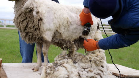 shearing sheep with special equipment. professional farmer cutting old wool from sheep for further production. traditional sheep shearing on a farm.