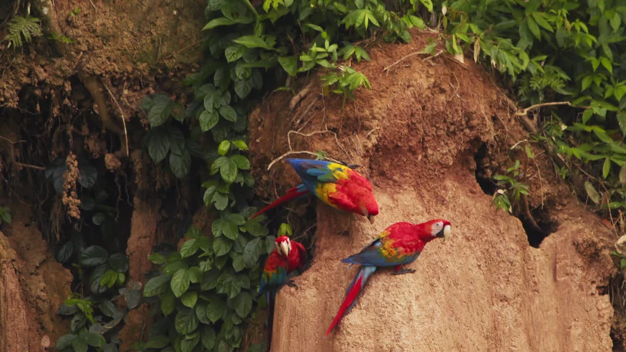 tres araos escarlata en la arcilla lamen en chuncho pacíficamente comiendo el barro que complementa su dieta