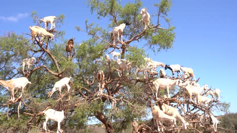 Tipo-único-De-Ovejas-Que-Viven-Encima-De-Los-árboles-En-Marruecos