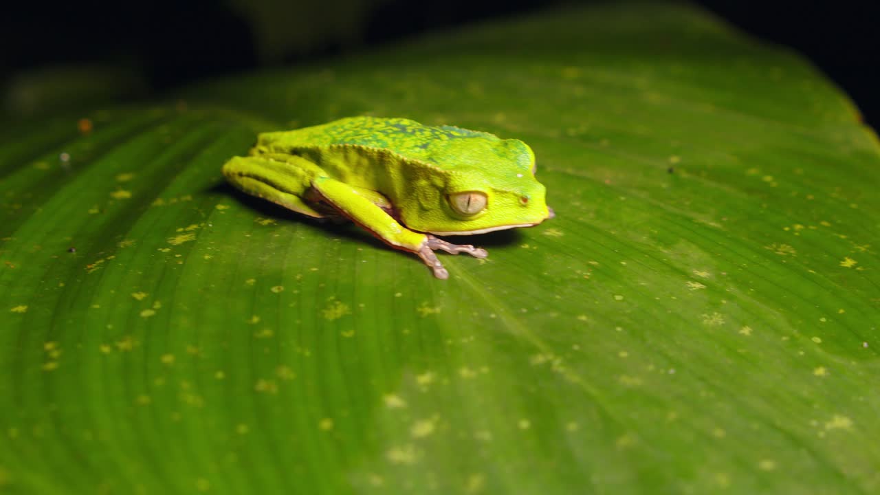 A leaf in Peru’s rainforest holds a resting green Hylidae frog, basking in jungle humidity.