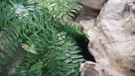 indoor garden with rock and ferns