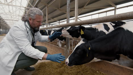 veterinarian checking cows at cattle farm