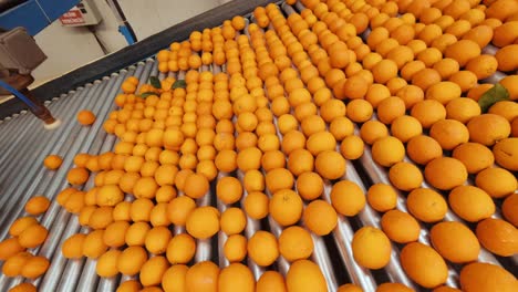 naranjas rodando en una máquina clasificadora y clasificadora en una planta de envasado industrial-1