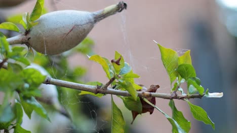 spider web forming on tree branch