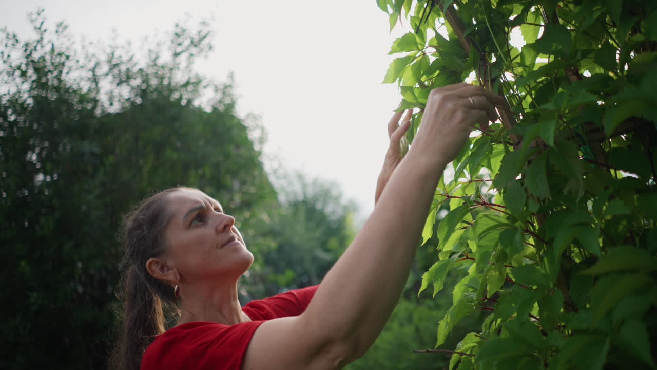 Caucasian woman reaching vine under warm sunlight, lens flare and gentle breeze, careful picking and upward reach, home garden horticulture scene with soft backlight and summer warmth