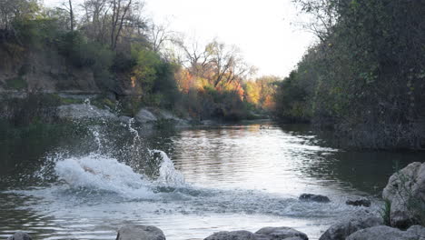 Perro-Golden-Retriever-Salta-Y-Nada-En-El-Arroyo-De-Agua-Del-Río