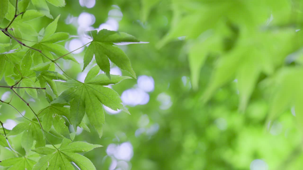 밝은 초록색의 봄 식물