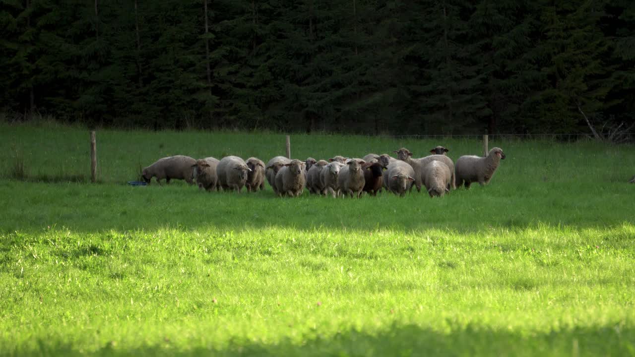 Piccolo gregge di pecore che pascola su un campo verde e mangia erba rigogliosa.
