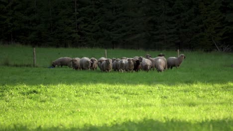 Pequeño-Rebaño-De-Ovejas-Pastando-En-Un-Campo-Verde-Y-Comiendo-Hierba-Exuberante