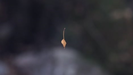 slow motion shot of a leaf suspended in the air by a single spiders web