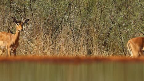 A-low-angle-wide-shot-of-a-herd-of-Impalas-walking-past-a-waterhole,-Greater-Kruger