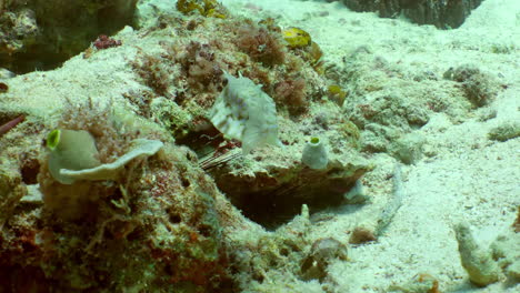 geometric moray in soft corals at the bottom of the sea