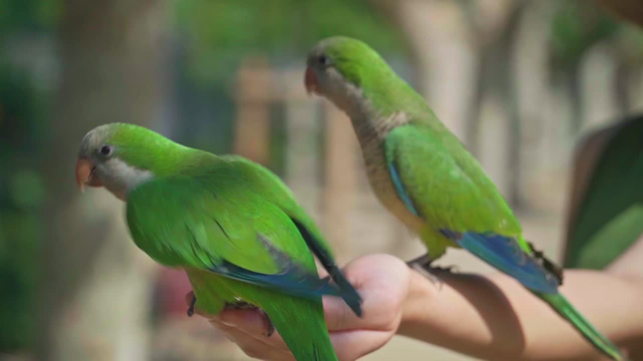 video impresionante de loros comiendo semillas de la mano de una chica caucásica en vestido verde con un sombrero de punto
