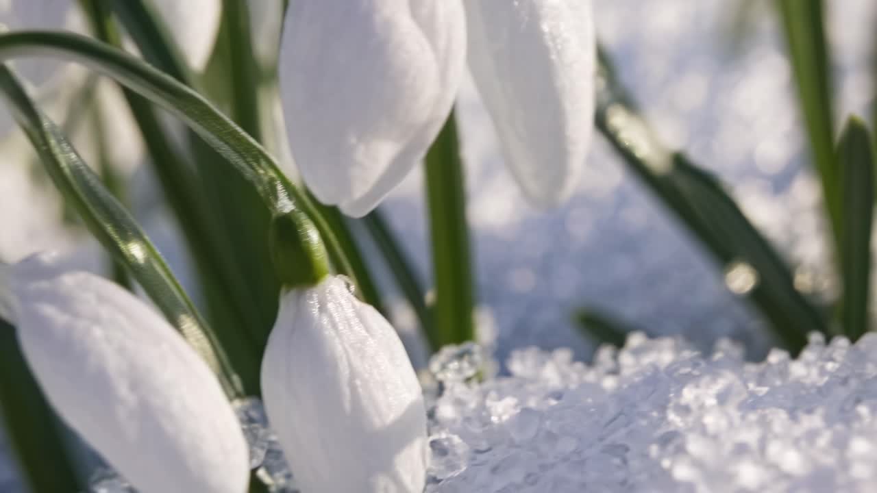 Close-up video of snowdrops with a soft focus background. Captured at a low angle