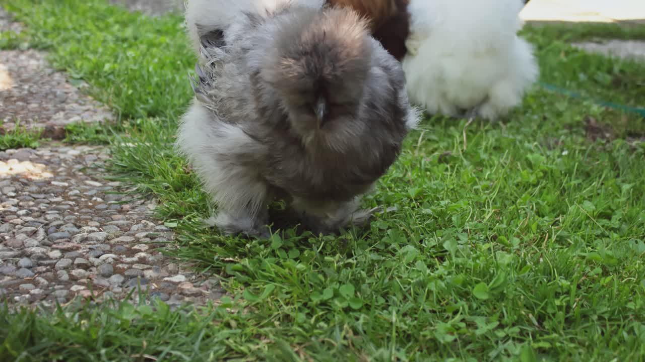 정원에 있는 작은 회색 실키 치킨
