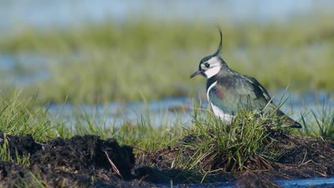 Kiebitz-Frisst-Auf-Feuchtgebiet-Mit-Regenwurm-Mit-Fußzitternden-Bewegungen-Nahrungssuche