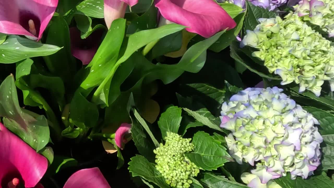 10 초 동안 정원에서 다채로운 꽃을 피우십시오.