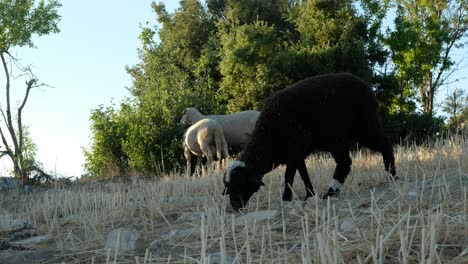 Schafe-Grasen-Auf-Der-Weide