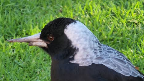 Magpie-in-nature-in-close-up-view-looking-around