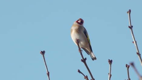 european goldfinch perching on tree branch, against blue sky background