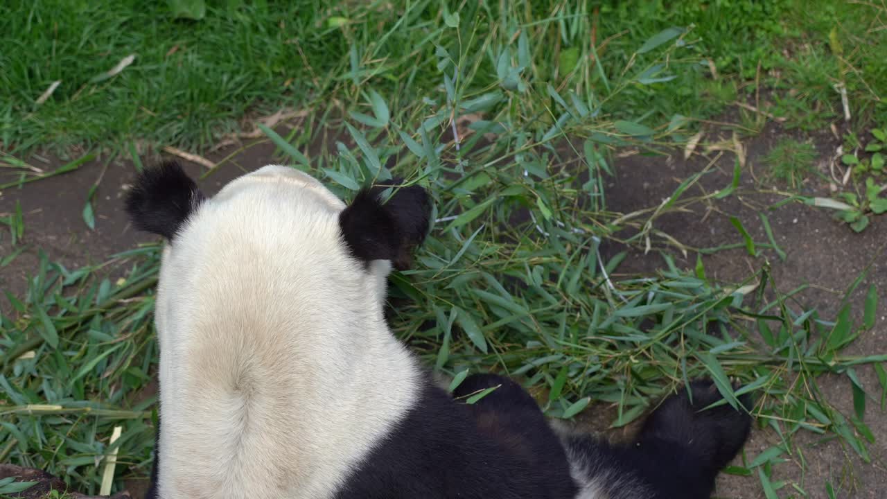 vista de arriba hacia abajo de un panda sentado y comiendo hoja de bambú en el zoológico, estático