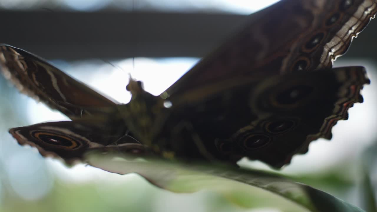 un primer plano de una mariposa