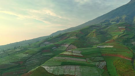 Aerial-view-drone-shot-4k-video-of-tobacco-plantation-at-the-morning-on-the-slope-of-Mountain