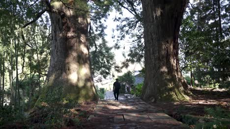 tourist walking between two large trees along the kumano kodo pilgrimage route near nachi, japan