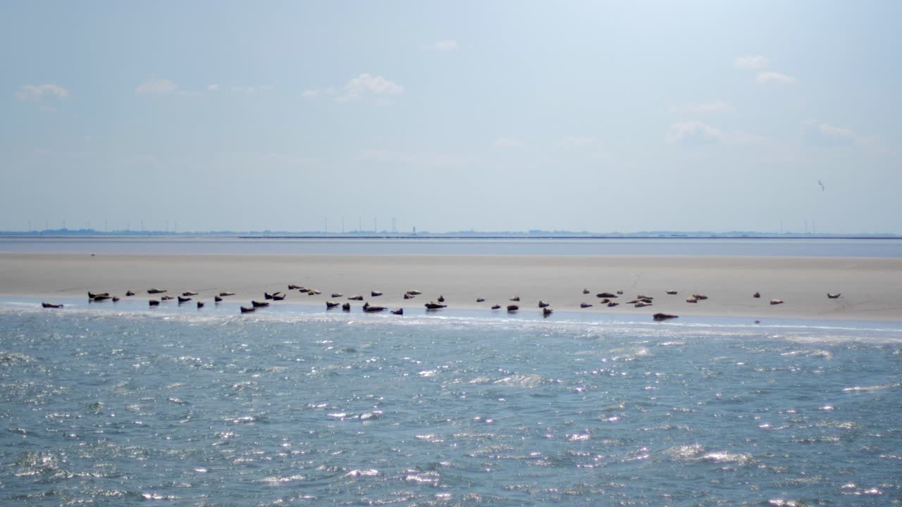 waddensea의 모래톱에서 쉬고 있는 바다표범 무리의 움직이는 장면