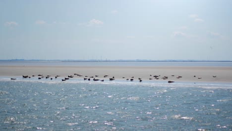 一群海豹和海豹在瓦登海的沙滩上休息的移动镜头