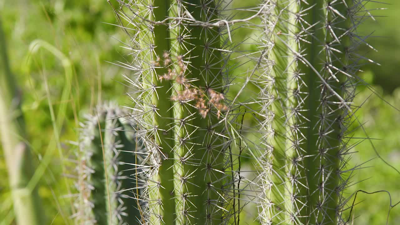cactus puntiagudos y verdes rodeados de una exuberante vegetación