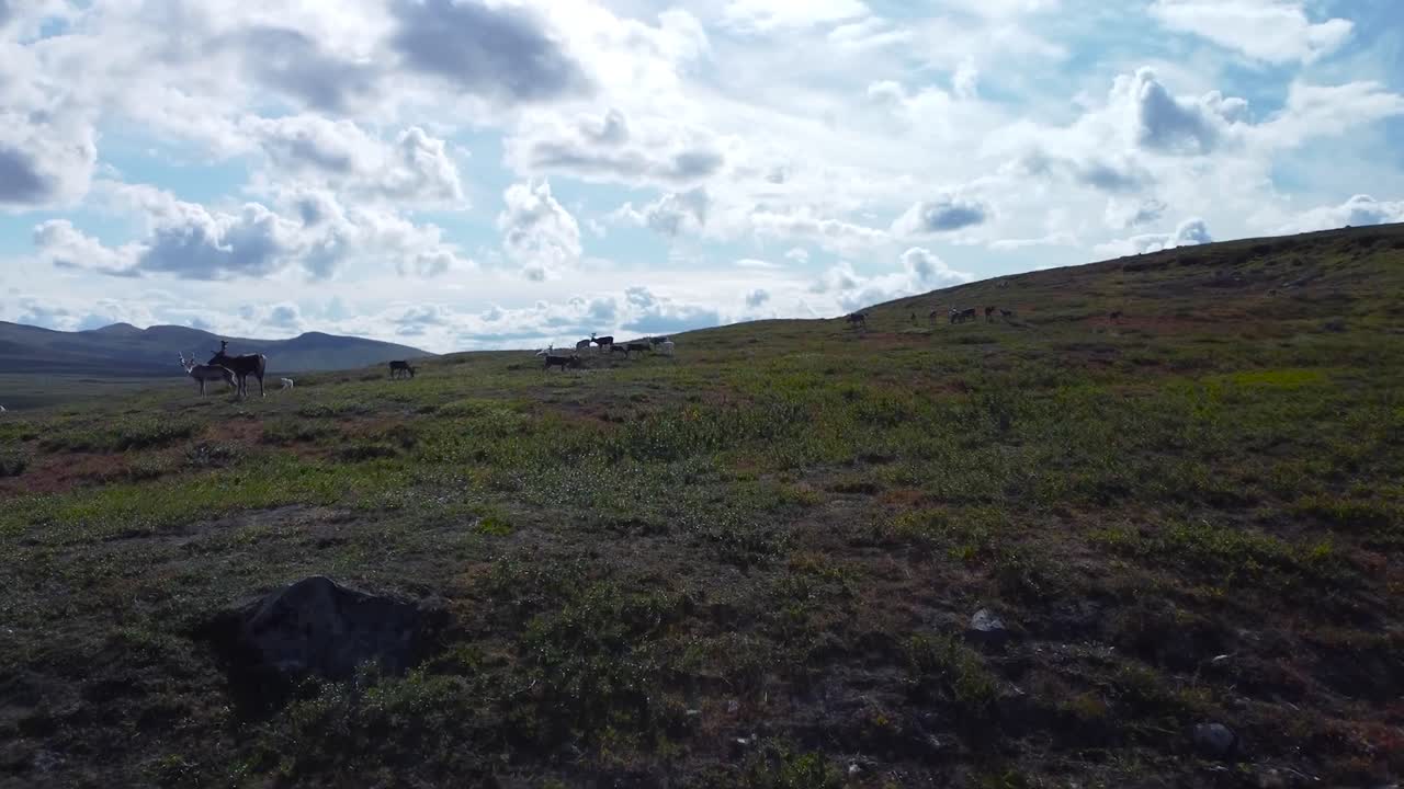 Aerial drone footage flying closer and low to the ground to wildlife animals or reindeer eating brown and green grass on Sweden landscape during a cloudy day on top of a hill, blue skyline visible.