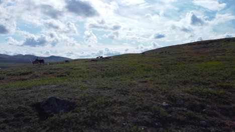 aerial drone footage flying closer and low to the ground to wildlife animals or reindeer eating brown and green grass on sweden landscape during a cloudy day on top of a hill, blue skyline visible.