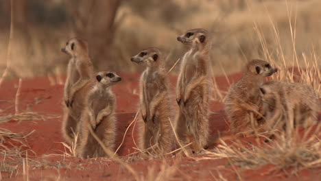 una familia de meerkates de pie erguidos y tomando el sol en el kalahari