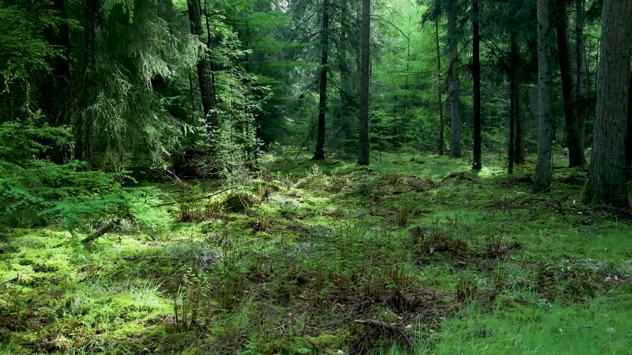 La luce solare filtra attraverso gli alberi in una foresta lussureggiante