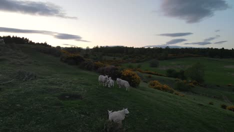 A-flock-of-sheep-graze-peacefully-on-the-undulating-hills-of-the-Scottish-countryside